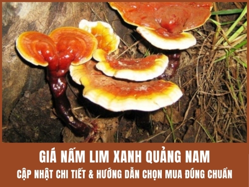 Giá nấm Lim Xanh Quảng Nam: Cập nhật chi tiết và hướng dẫn chọn mua đúng chuẩn